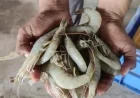 India’s Shrimp Production Faces Threat as World’s Second-Largest Producer