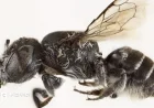Devil-Horned ‘Lucifer’ Bee Discovered in Australia