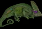 Scientists Unveil Chameleon’s Unique Optic Nerves Once Ignored by Aristotle and Newton