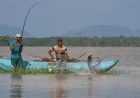 Sri Lankan Villagers Combat Snakehead Fish Invasion