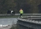 Loose Horse Halts Traffic on Berkshire’s M4 Stretch