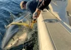 Massive Male Great White Shark Spotted in Northwest Atlantic, Canada