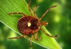 First Fatal Meat Allergy from Tick Bite Confirmed in New Jersey Death