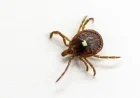 New Jersey Man Dies from Tick-Induced Meat Allergy