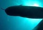 Researchers Tag 8 Hawaiian Pilot Whales, Discover “Unbelievable” Findings in Darkness