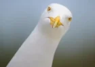 Scientists Confirm: Shouting Effectively Deters Seagulls