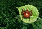 First Fatality Reported from Tick-Induced Meat Allergy