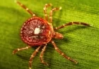 New Jersey Man’s Death Linked to Tick-Induced Meat Allergy