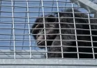 Escaped Chimp Safely Returned to Enclosure, Confirms Indianapolis Zoo