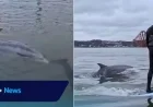 Dolphin Swims with Surfers Near Forth Bridge