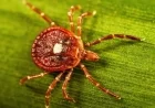 New Jersey Man Dies from Tick-Induced Red Meat Allergy: NPR