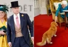 King Charles Plans to Reclaim Queen Elizabeth’s Corgis from Andrew