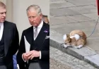 King Charles Plans to Reclaim Queen’s Corgis from Prince Andrew