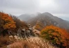 Chilly, Overcast Skies Dominate Cheontae Mountain Tomorrow