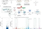 Prime Editing-Installed tRNAs: A Breakthrough in Disease-Agnostic Genome Editing