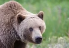 Grizzly Bear Attack in Bella Coola: Possible Injuries, Students Involved