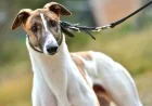 Legendary Greyhound Fernando Bale Passes Away (2013–2025)