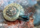 Conservationists Rally to Preserve London’s Rare German Hairy Snail