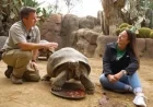Galapagos Tortoise Gramma Passes Away at 141 at San Diego Zoo