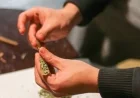 Americans Favor Marijuana Over Alcohol, Sparking Interest in ‘Cousin Walk’ Tradition