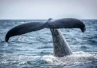Famous Humpback Whale Returns to Isles of Scilly