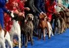 National Dog Show 2025 Winners Announced: Best in Show Results