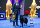 Soleil Triumphs: Belgian Sheepdog Wins 2025 National Dog Show’s Best in Show