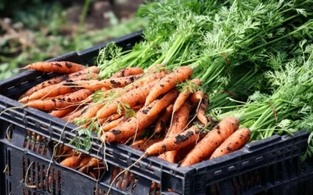 Minnesota Families Face Food Shortage as SNAP Benefits Dwindle