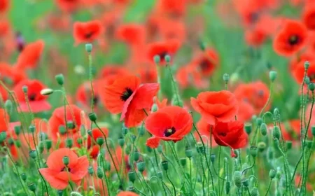 Honoring Sacrifice: Commemorating Remembrance Day