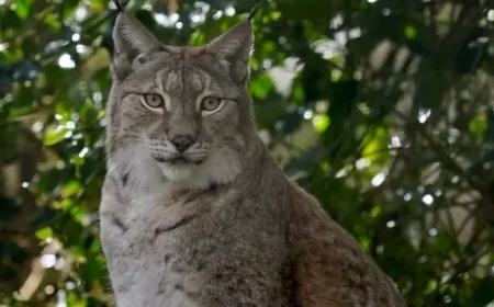 New Lynx Enclosure Brings Reintroduction in Northumberland Closer