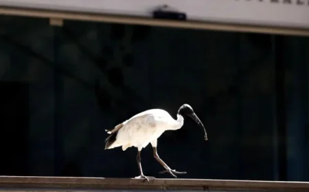 Australia’s Central Bank Maintains Rates, Eyes Inflation Concerns