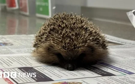 Bonfire Night Safety: Protect Hedgehogs from Fire Risks