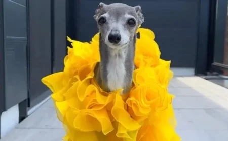 Celebrity Dog Tika the Iggy Passes Away at 14