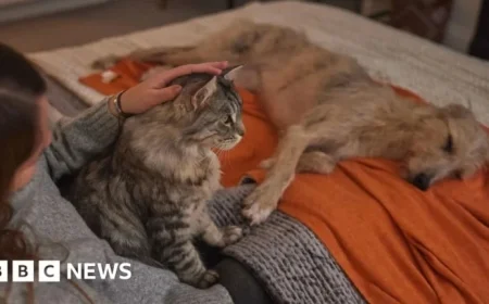 Veterinary Nurse Offers Pet-Calming Tips for Bonfire Night