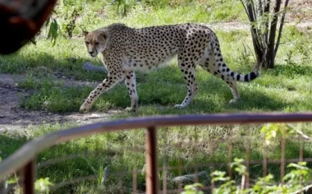 Rare African Cheetah Brothers Arrive at Chester Zoo in the UK