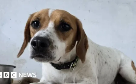 Flooding Strikes Carmarthenshire, Pembrokeshire, and Swansea