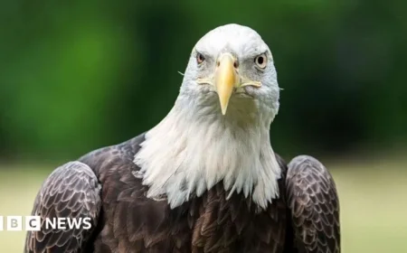 Dartford Wildlife Centre Closes to Avert Bird Flu Outbreak
