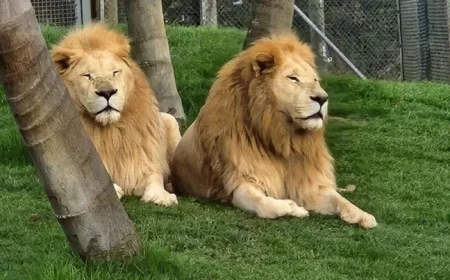 New Zealand Wildlife Park to Euthanize 7 Lions Amid Financial Crisis
