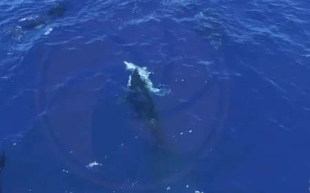 Drone Captures Orcas Hunting Great White Sharks for Their Livers in Mexico
