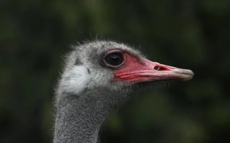 CFIA Manual Outlines Ostrich Euthanasia Methods Amid Cull Decision