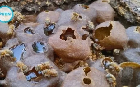 Hilton Unveils Melipona Bee Hotel in Cancun