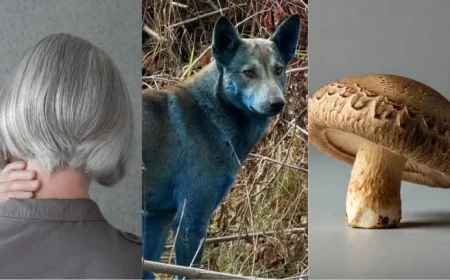 Science Update: Blue Dogs, Gray Hair, Mushroom Computers, and More This Week