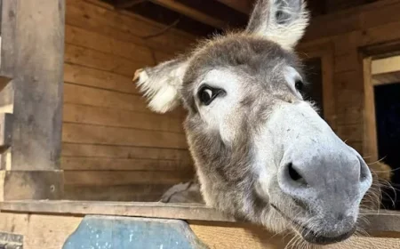 Donkey’s Journey to Atlantic Veterinary College Ends in Life-Saving Success