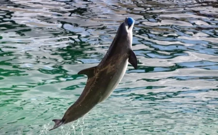 Beauval Zoo Builds Dolphin Facility Amid Marineland Cetacean Uncertainty