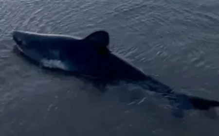 Woman Rescues Stranded Shark on Oregon Beach, Captures Dramatic Video
