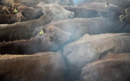 Trump Urges Probe into Foreign Meatpackers Over U.S. Beef Price Surge