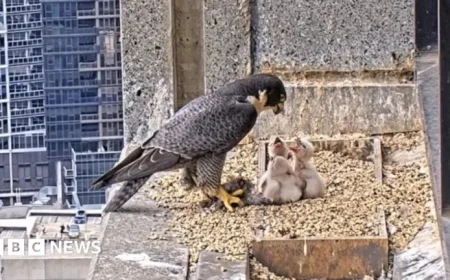 Peregrine Falcon Livestream Captivates Australian Viewers
