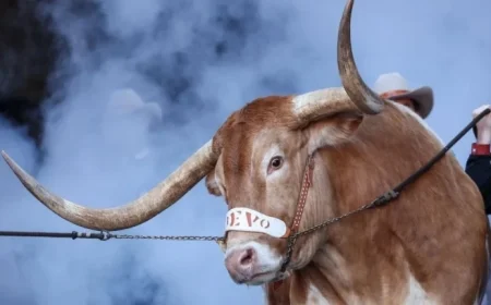 Texas Climbs Back to Top 10; ACC Secures Five Poll Spots