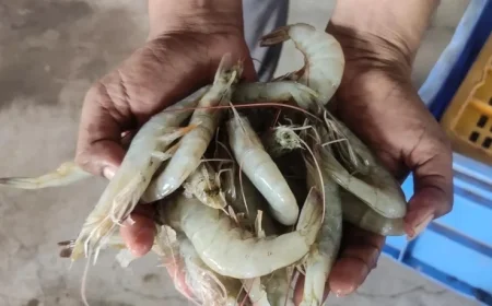 India’s Shrimp Production Faces Threat as World’s Second-Largest Producer