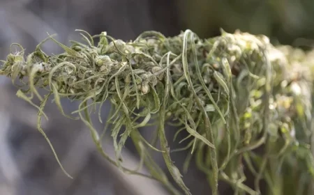 Local Hemp Producers Shocked by Government’s Move Against Hemp Reopening Deal